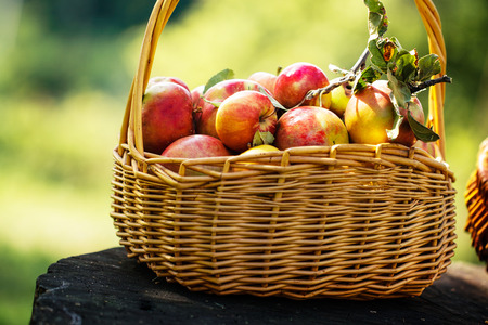 Fresh Harvest of Apples. Apples in Basket on Grass. Nature fruit concept.の写真素材