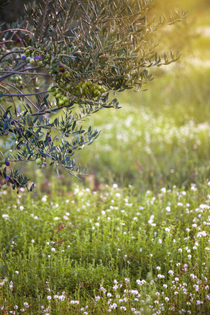 Mediterranean olive field. Olive tree in orchard. Olive harvestの写真素材