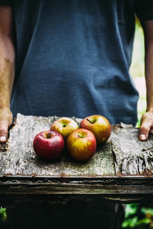 Organic fruit and vegetables. Farmers hands with freshly harvested apples.の写真素材