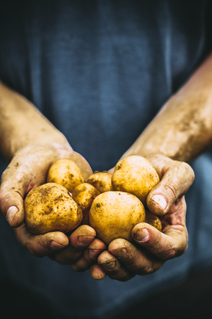 Organic vegetables. Farmers hands with freshly harvested vegetables. Fresh bio potatoes. Ornaic potatoesの写真素材