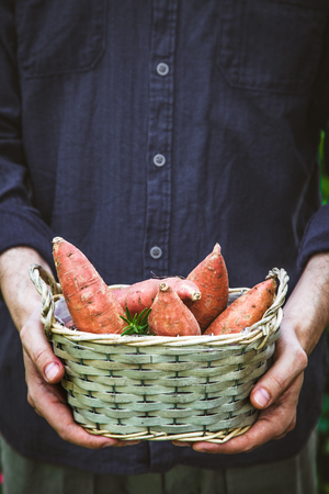 Organic gardening. Farmers hands withsweet potatoes.  Spring gardeningの写真素材