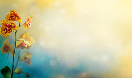 Orchid flower background.の写真素材