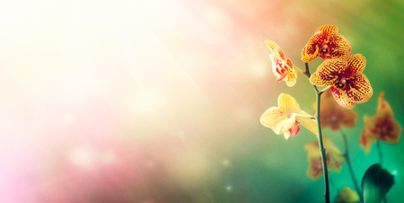 Orchid flower background.の写真素材