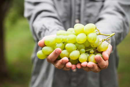 Grapes harvest. Farmers hands with freshly harvested white grapes.の写真素材