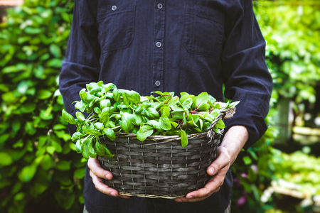 Organic gardening. Farmers hands with fresh herbs. Spring gardeningの写真素材