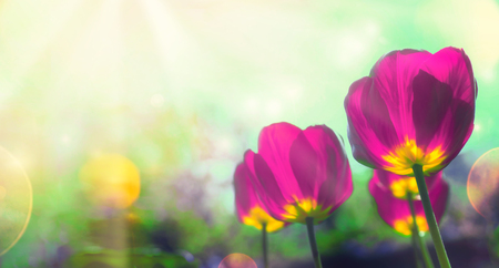 Spring tulips in garden.の写真素材