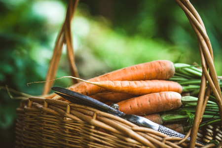Fresh carrots in basket. Organic vegetablesの写真素材