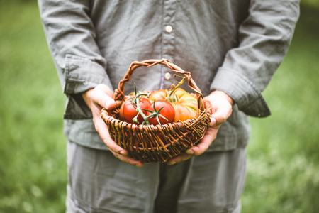 Tomato harvest. Farmers hands with freshly harvested tomatoes.の写真素材
