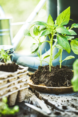 Spring garden. Seedlings in soil. Garden tools and equipmentの写真素材