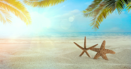 Beach summer background. Summer holidays wih sand, star fish and palm leaves. Sandy beachの写真素材