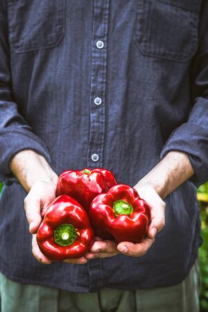 Organic gardening. Farmers hands with red peppers.  Spring gardeningの写真素材