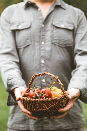 Tomato harvest. Farmers hands with freshly harvested tomatoes.の写真素材