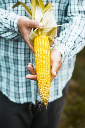 Summer harvest. Farmers hands with fresh corn.の写真素材