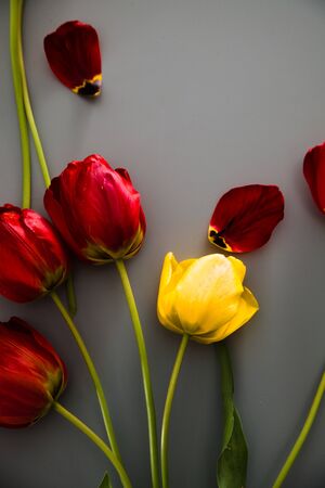 Red Tulips on table. Spring Easter flowers.の写真素材