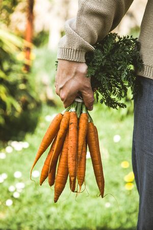 Organic vegetables. Healthy food. Fresh organic carrots in farmers handsの写真素材