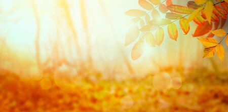 Nature background with autumn leaves on branch. Autumn forest background