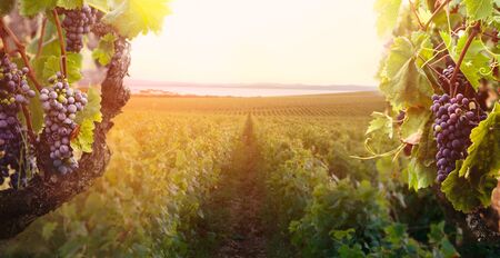 Nature background with Vineyard in autumn harvest. Ripe grapes in fall.の写真素材