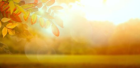 Nature background with autumn leaves on branch. Autumn forest backgroundの写真素材