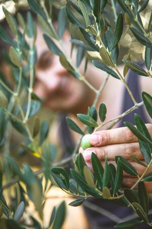 Farmer is harvesting and picking olives on olive farm. Gardener in Olive garden harvest. Olives gardenの写真素材