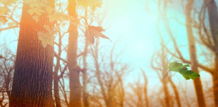 Nature background with autumn leaves on branch. Trees in forest. Autumn forest backgroundの写真素材