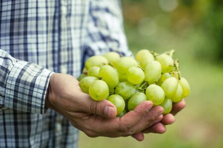 Grapes harvest. Farmers hands with freshly harvested white grapes.の写真素材