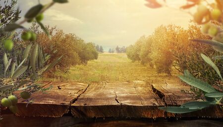 Wooden table. Olive orchard with tableの写真素材