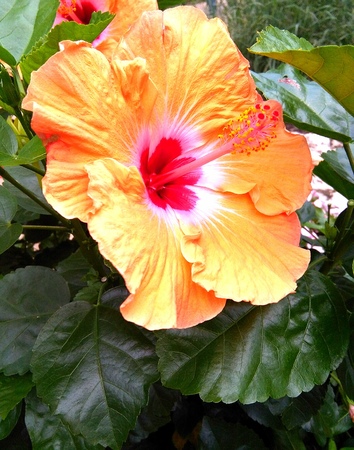 Orange and Red Flower with Green Leavesの写真素材