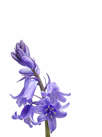 Gorgeous Spring Time Bluebells on White Backgroundの写真素材