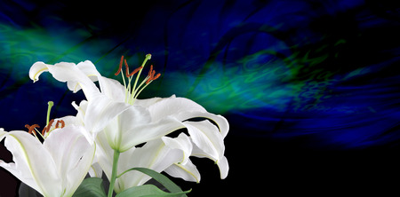 Pure White Lilies Traditional for Fertilityの写真素材