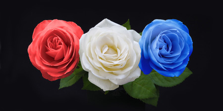 Symbolic Red White and Blue Roses - three rose heads in red white and blue on a black background significant to many countries national colorsの写真素材