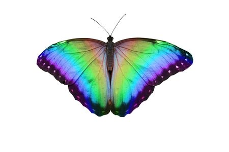 Rainbow Butterfly - open butterfly with large wing span showing graduated rainbow colours isolated on a white backgroundの写真素材