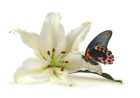 Tranquil Moment with White Lily and Beautiful Butterfly -  white lily head with a red and black butterfly settled on one petal isolated on a white backgroundの写真素材