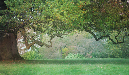 Old Craggy Oak Tree - misty middle distance, beautiful wide tree trunk on left side with vast...