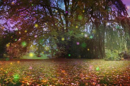 Beautiful Trees surrounded by spiritual light orbs - multicoloured fairy like light spheres floating around a large tree with an ethereal atmosphere and copy space beneath on autumnal leaf covered grass areaの写真素材