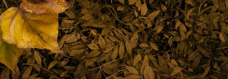 Autumnal Rustic Grunge wide leaf background