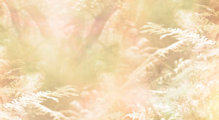 Golden glowing shimmering Woodland Background - tree trunks, ferns and plant undergrowth in defocused pale gold orange yellow ideal for a backgroundの写真素材
