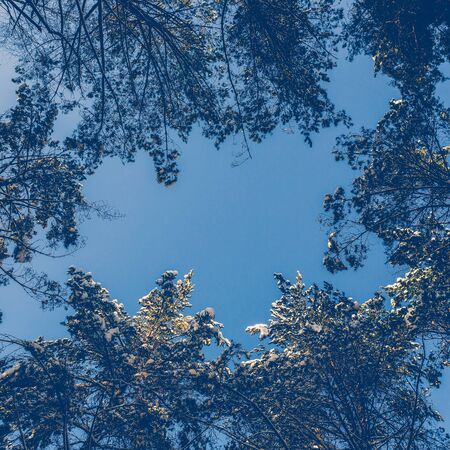 Fir branch in snow on a blue sky background. Christmas evergreen spruce tree. Forest in winter covered by fresh snow. View from behind.の写真素材
