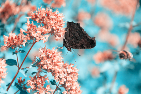 Butterfly collects nectar from flowers mint. Butterfly sitting on a flower, a bumblebee flies in the background.の写真素材