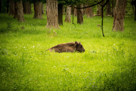 European Bison. Young bison rests in the grass.