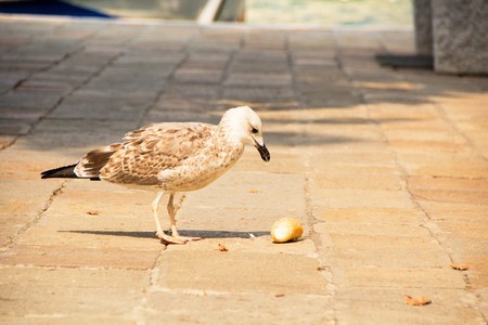 Seagull trying to eat a bun. Venetian gull.の写真素材