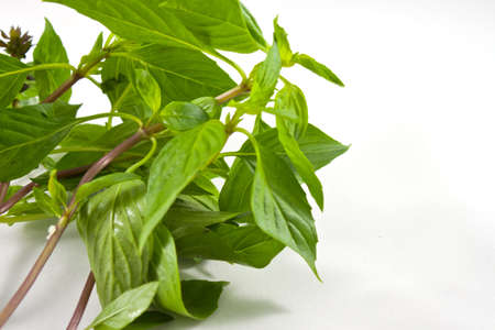 Twig of sweet basil  on white background. の写真素材