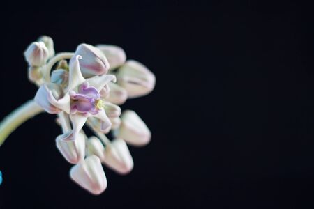 Purple crown flower On the background.の写真素材