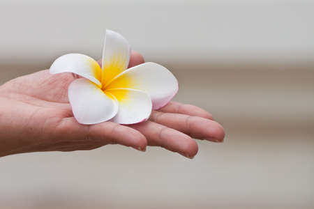 plumeria flowers closeup In hand.の写真素材