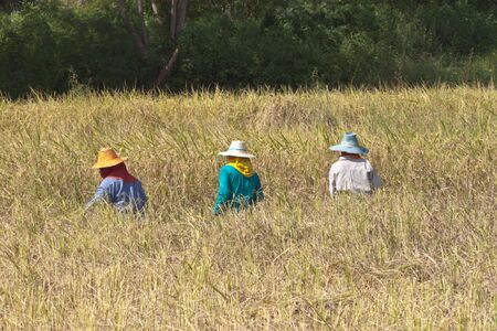 Work on the rice field  Farmers. Harvestの写真素材