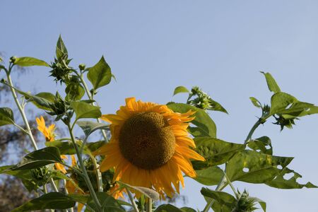 sun flowerの写真素材