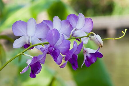 Beautiful purple orchid の写真素材