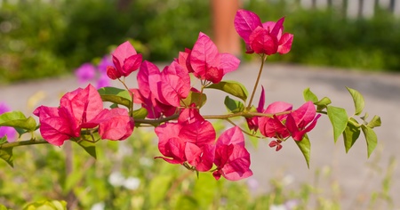 Bougainvillea paper flower
