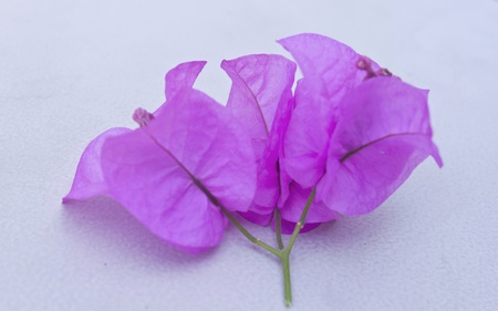 Bougainvillea paper flowerの写真素材