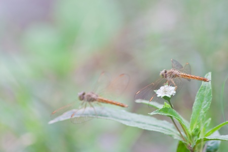 Dragonfly の写真素材