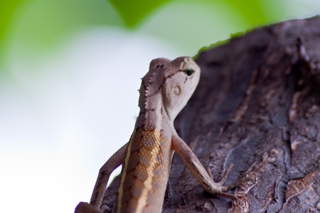 dragon の写真素材